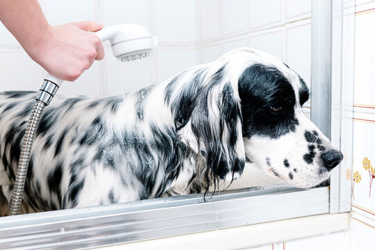 Faceless woman washing English setter dog in bathtub in light bathroom
