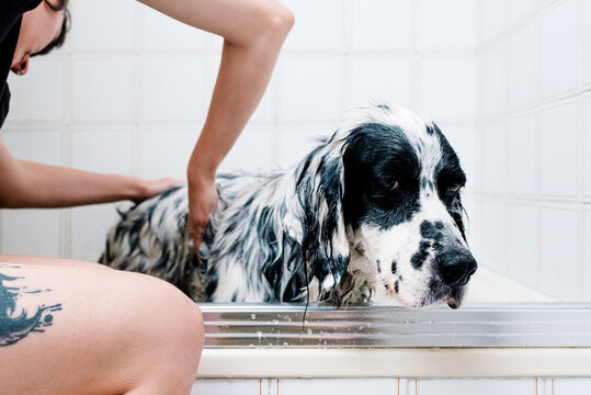Faceless woman washing English setter dog in bathtub in light bathroom