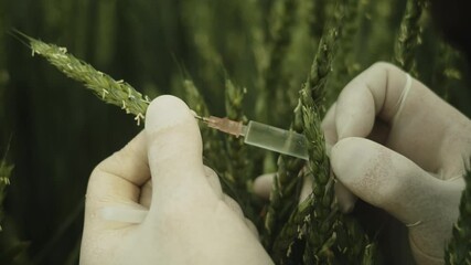 Extreme closeup of syringe needle in wheat grain, field in background - Powered by Adobe
