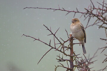 Rainny day in the field. Common chaffinch (Fringilla coelebs) in a blackthorn (Prunus spinosa) bush...