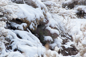 Prickly Pear Cactus covered with snow
