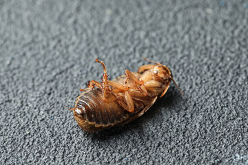 Dead brown cockroach on grey stone background, closeup. Pest control
