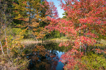 Stunning autumn colours around a pond in the countryside on a sunny day