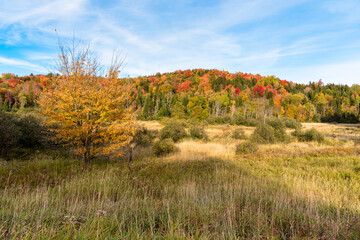 Fototapeta premium Hill covered in thick forest at the peak of fall foliage in the countryside and clear sky at sunset. Vermont, USA.