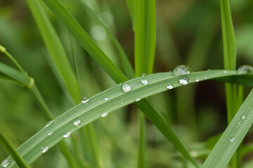 Water drops on a blade of grass
