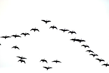 formation of birds in migration