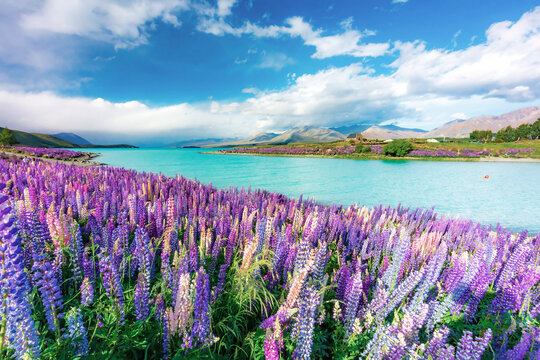Lupins in bloom by the lake on a sunny spring day at Tekapo, New Zealand