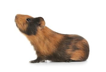Cute funny guinea pig on white background
