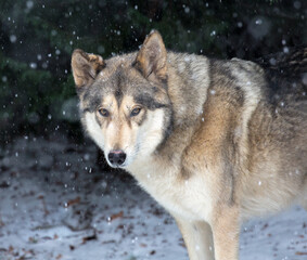 a timber wolf in a snow storm near Salem Oregon.