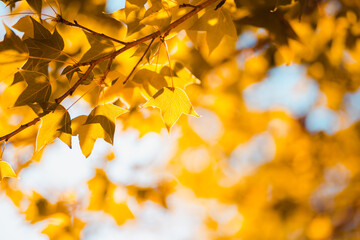 Beautiful golden yellow maple leaves on the natural background blur outdoor blurred Bokeh Abstract style