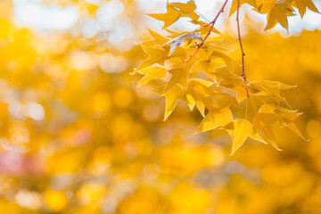 Beautiful golden yellow maple leaves on the natural background blur outdoor blurred Bokeh Abstract style