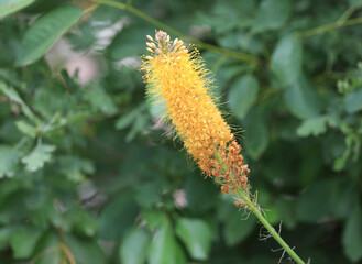 yellow wildflower on a natural green background