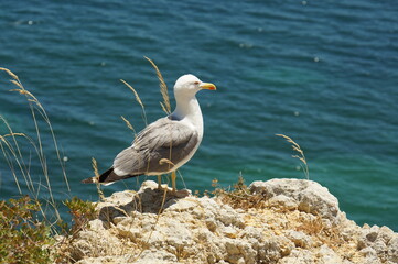 Seagull on the rocks of an Algarve beach