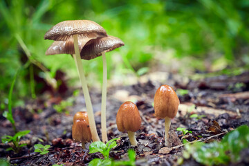 Mushrooms in the forest after rain
