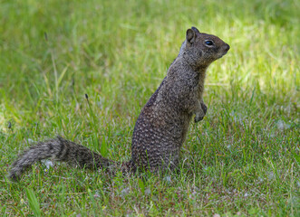 Ground Squirrel on the look out. 