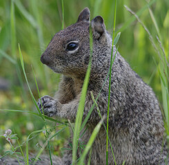 Ground Squirrel playing in the grass 