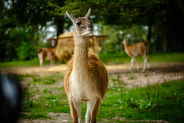 Naklejka na ściany i meble llama looking waiting for food in the imprisoned sad animals in the zoo 