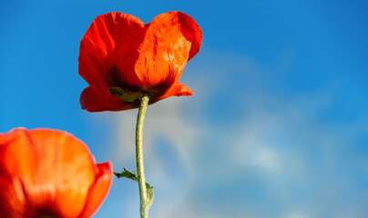 Orange (red) poppy flowers (poppies) on a background of blue sky with clouds. The concept of summer, freedom, happiness. copy place. selective focus. close up
