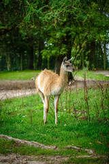 Obraz premium llama looking waiting for food in the imprisoned sad animals in the zoo 