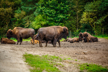 bison family have a rest in a meadow in a park