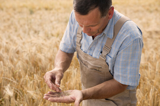 Mature male farmer examining wheat crops at farm