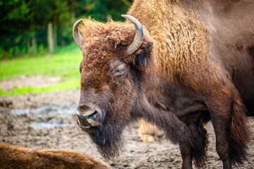 Close up of the head of an American bison © popovatetiana