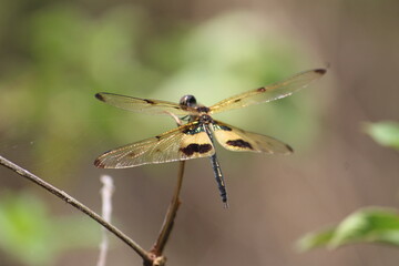 close up of dragonfly