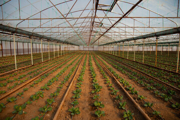 Green vegetables growing in enormous greenhouse
