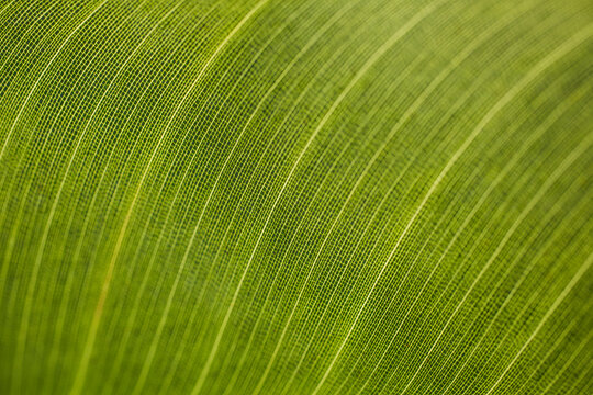 Fototapeta Macro shot of fresh green leaf