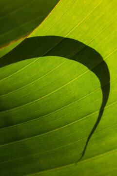 Close-up of shadow on green leaf