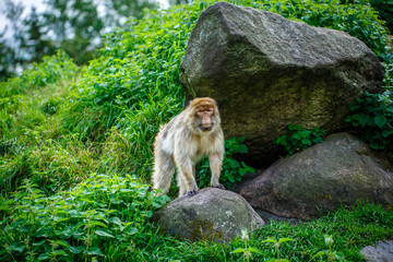 pig-tailed macaque. northern monkey