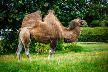 
camel enjoying a sunny day and eating grass