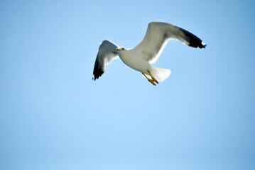 seagull flying over the sea