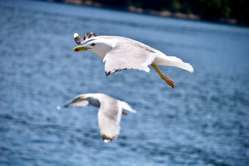 Obraz premium seagull flying over the sea