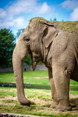 Fototapeta premium Elephant shows his snout and trumpets