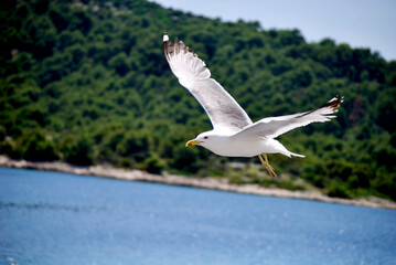 seagull flying over the sea