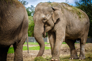 Fototapeta premium Two indian elephants in zoo, at sunset. 
