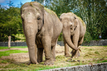 Two indian elephants in zoo, at sunset. 