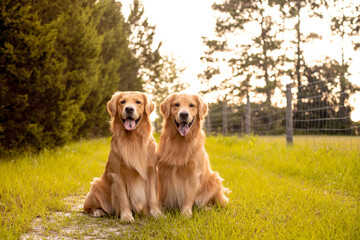 Close up pair of purebred playful golden retriever dogs outdoors on country road at sunset