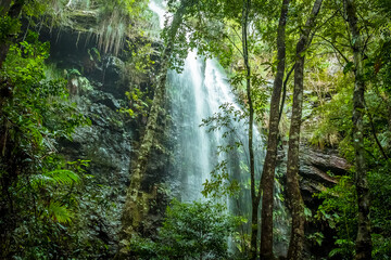 A waterfall cascades down from the tree canopy in Springbrook National Park, Queensland, Australia