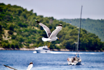 seagull flying over the sea