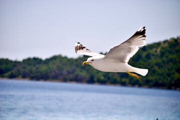seagull flying over the sea