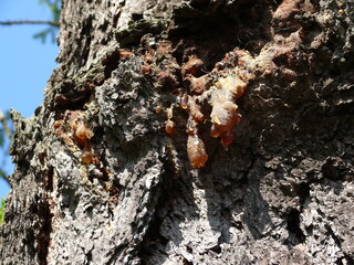 ants on tree