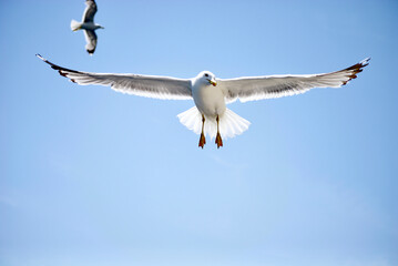 seagull flying over the sea