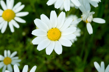 Fototapeta premium beautiful white daisy flowers on a green field close-up on a summer day