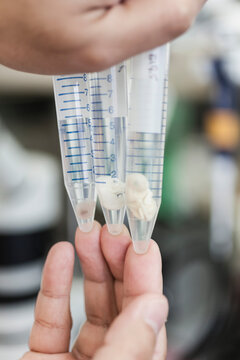 Cropped hands of scientist holding animal fetus in test tubes at laboratory