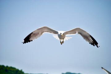 seagull flying over the sea