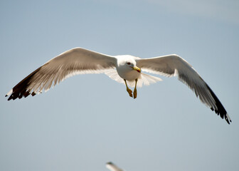 seagull flying over the sea