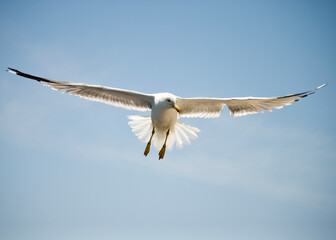 seagull flying over the sea