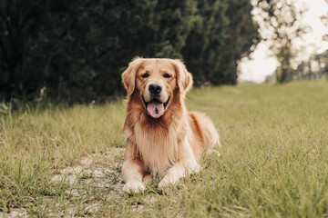 A golden retriever dog laying down on a trail on country road with green grass and old fencing